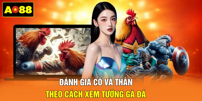 Đánh giá cổ và thân theo cách xem tướng gà đá